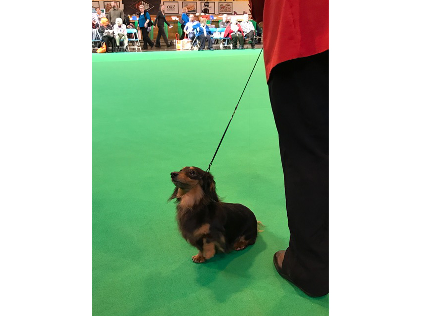 Crufts The World's Largest Dog Show | Events & Competitions