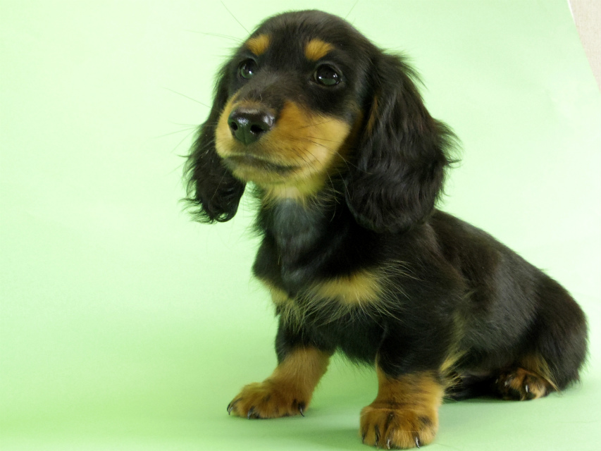 カニンヘンダックス 子犬 ブラックタン男の子 カニンヘンダックス 子犬 ブラックタン男の子