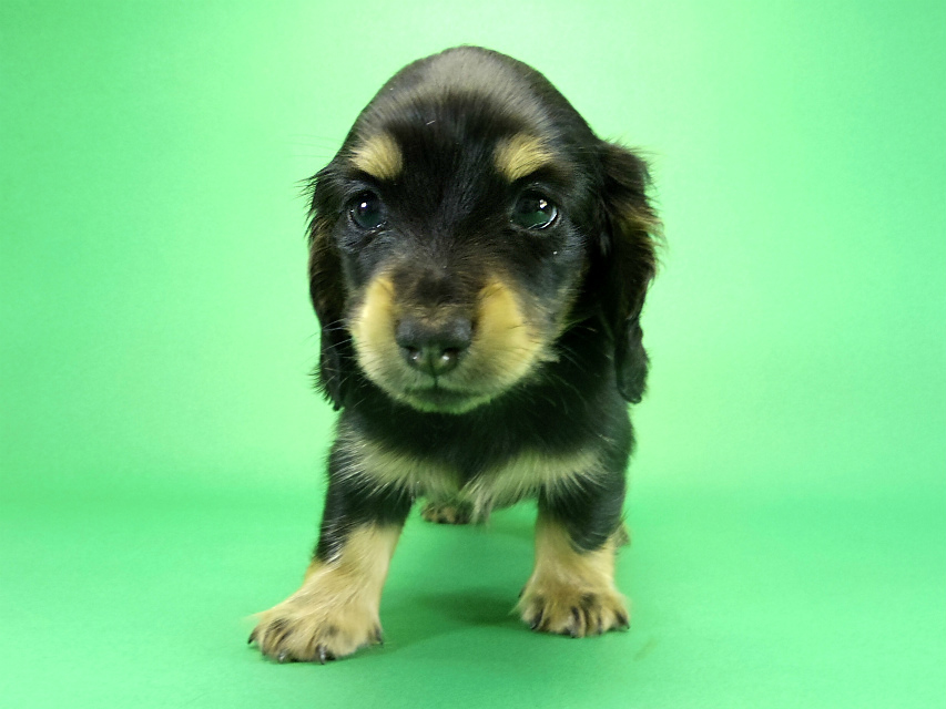 カニヘンダックス 子犬 ブラッククリーム 男の子 カニヘンダックス 子犬 ブラッククリーム 男の子