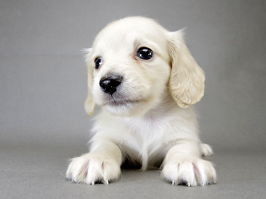 カニンヘン ダックスフンド 子犬 ピュアクリーム 男の子