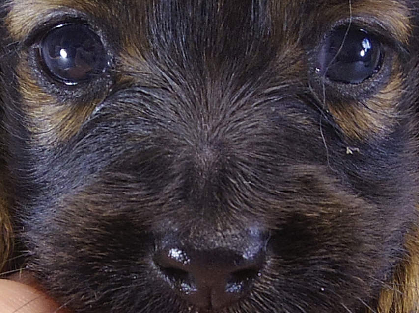 カニンヘン ダックスフンド アンジュ & ジムダンディの赤ちゃんシェーデットレッド 女の子 ①011 カニンヘン ダックスフンド アンジュ & ジムダンディの赤ちゃんシェーデットレッド 女の子 ①