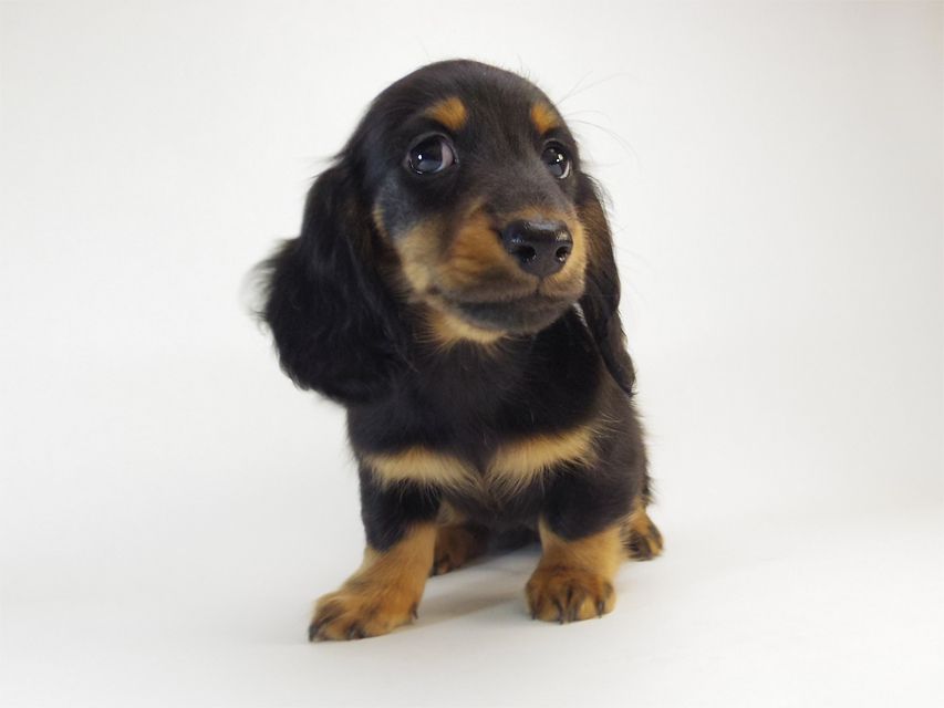 ダックスフンド カニンヘン ルヒィ & オスカルの子犬 ブラックタン 男の子