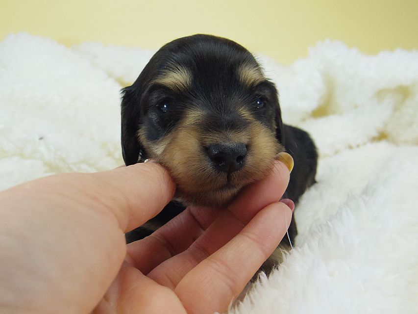 ミニチュアダックス シャーディー & オスカルの赤ちゃん ブラッククリーム 男の子