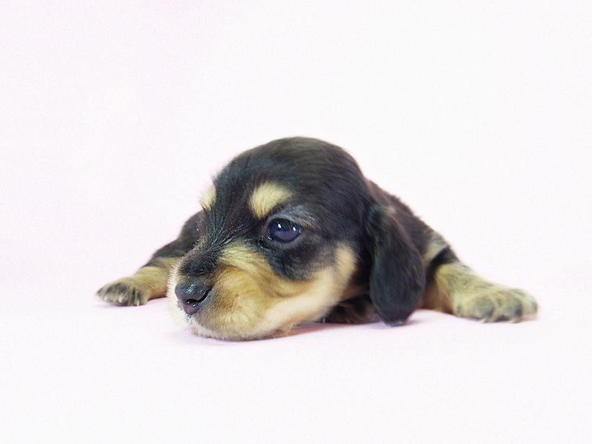 ダックスフンド ローラ.mi & アレックス ブラッククリーム 男の子 お写真初登場