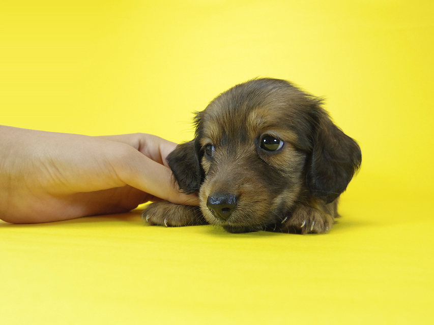 ダックスフンド エルナ & オスカルの子犬 シェーデットレッド 女の子