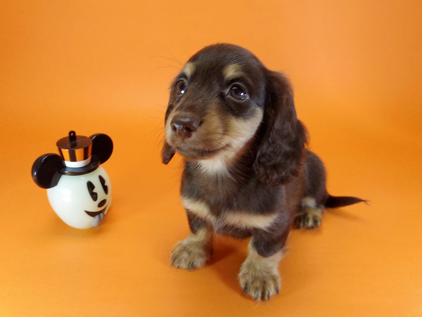 ダックスフンド ピノ & アレックスの赤ちゃん チョコタン 男の子