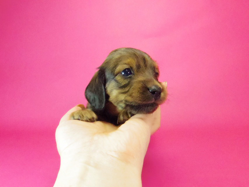 ダックスフンド クレア & ジムダンディの子犬 シェーデットレッド 男の子