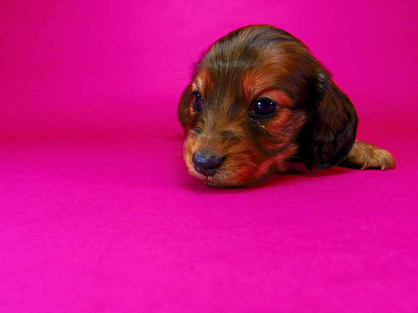 ミニチュアダックス リールー & ジムダンディの子犬 シェーデットレッド 男の子