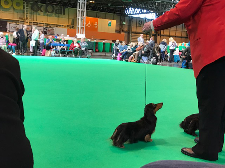 Crufts The World's Largest Dog Show | Events & Competitions