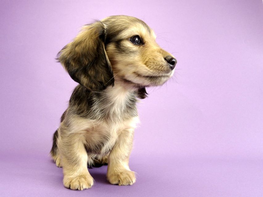 カニンヘン ダックスフンド 子犬 シェーデットクリーム 男の子