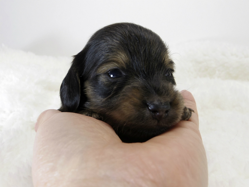 カニンヘン ダックスフンド 子犬 シェーデットクリーム 男の子 カニンヘン ダックスフンド 子犬 シェーデットクリーム 男の子