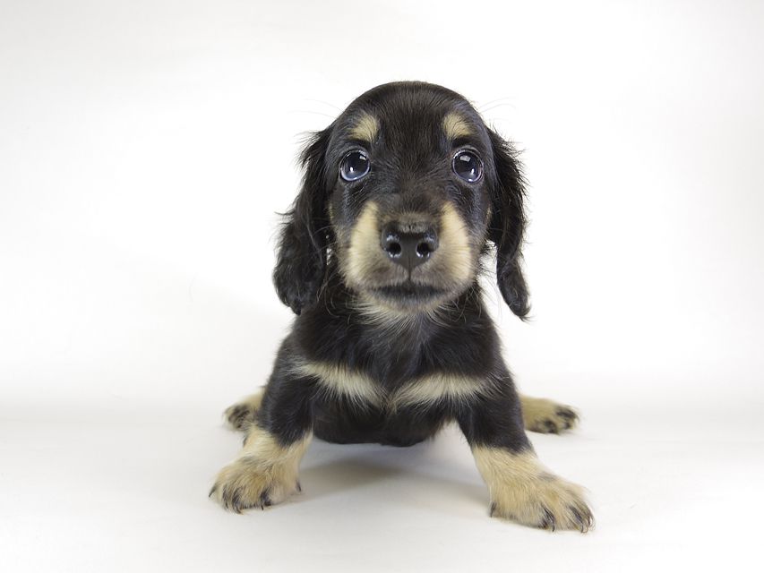 カニンヘン ダックスフンド エルナ & オスカルの赤ちゃん 6/25生まれ