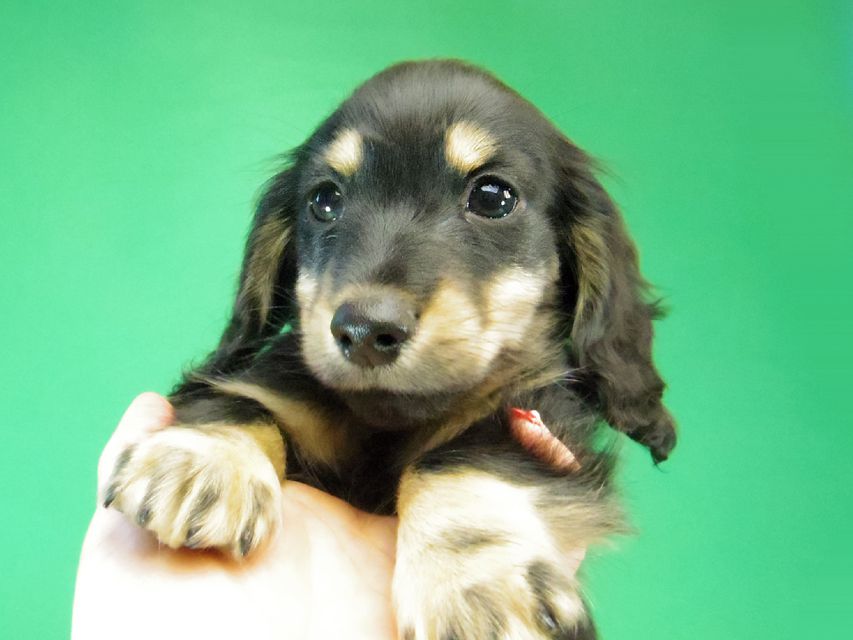 カニンヘン ダックスフンド レイ.s & 武蔵の赤ちゃん