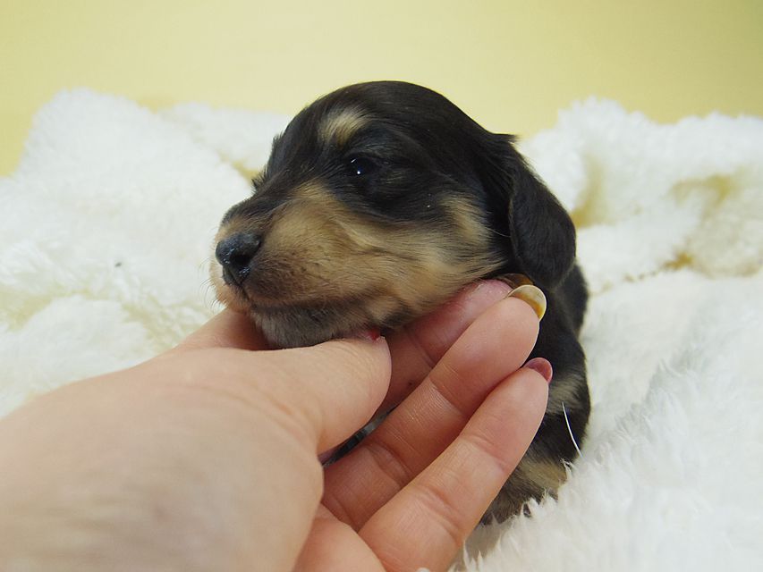 ミニチュアダックス シャーディー & オスカルの赤ちゃん ブラッククリーム 男の子