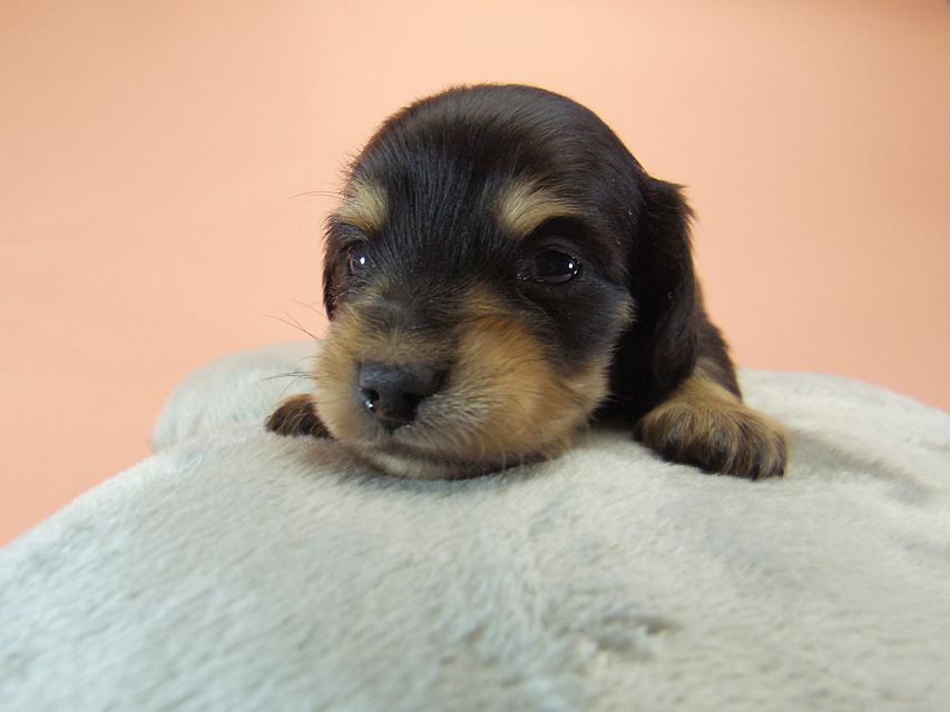 ダックスフンド カニンヘン SHELLY.mi & オスカルの子犬 ブラッククリーム 男の子012 ダックスフンド カニンヘン SHELLY.mi & オスカルの子犬 ブラッククリーム 男の子