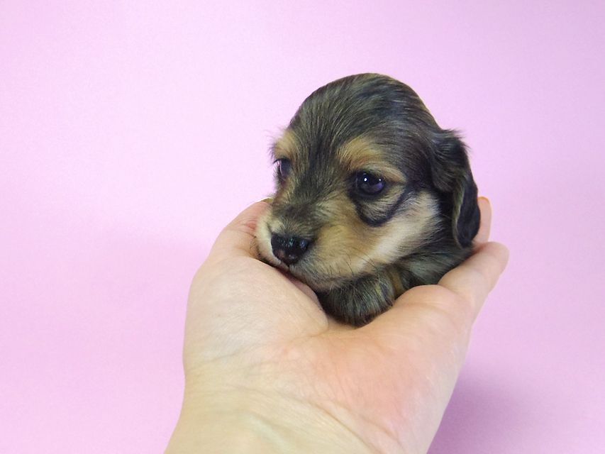ダックスフンド グリム & オスカルの子犬 シェーデットクリーム 男の子 お写真初登場