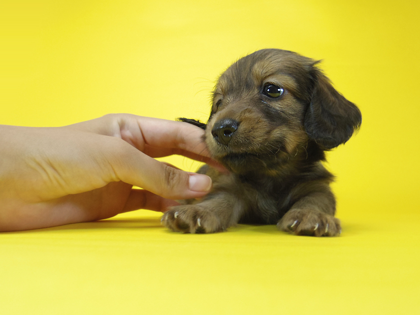 ダックスフンド エルナ & オスカルの子犬 シェーデットレッド 女の子