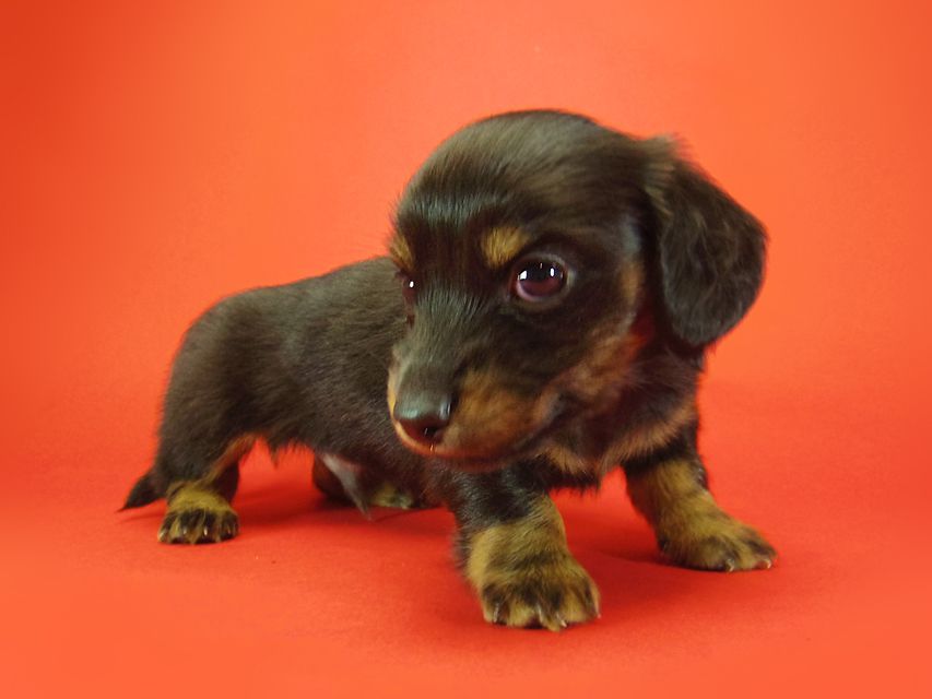 ダックスフンド いちご & ジャンクレールダンディの子犬 ブラックタン 男の子
