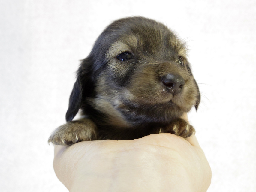 カニンヘンダックスフンド　シェーデットクリーム　男の子