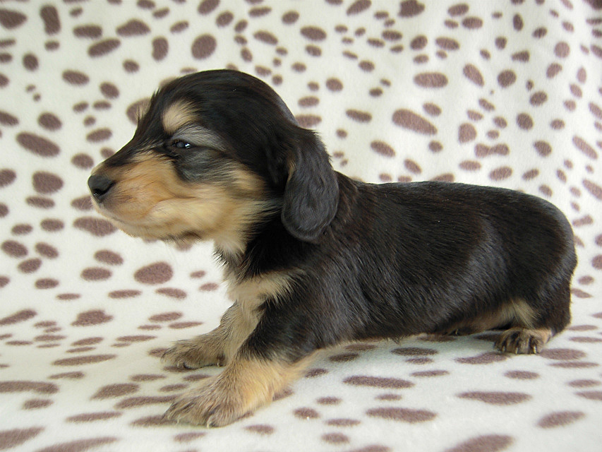 カニヘン 子犬 ブラクリ男の子 カニヘン 子犬 ブラクリ男の子