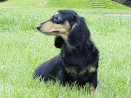 わらび カニンヘン ダックスフンド ブラック＆クリーム 女の子