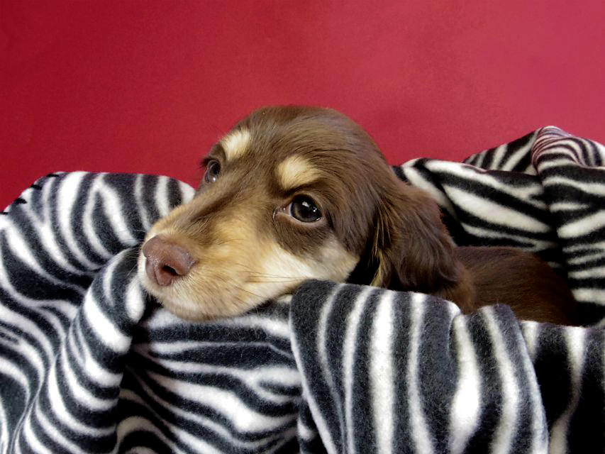 カニヘン ダックスフンド 子犬 チョコレートクリーム女の子