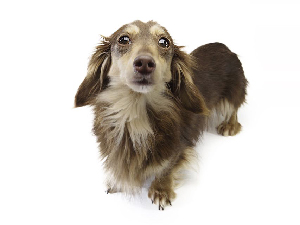 カニンヘンダックスのローラ.mi カニンヘンダックスのローラ.mi