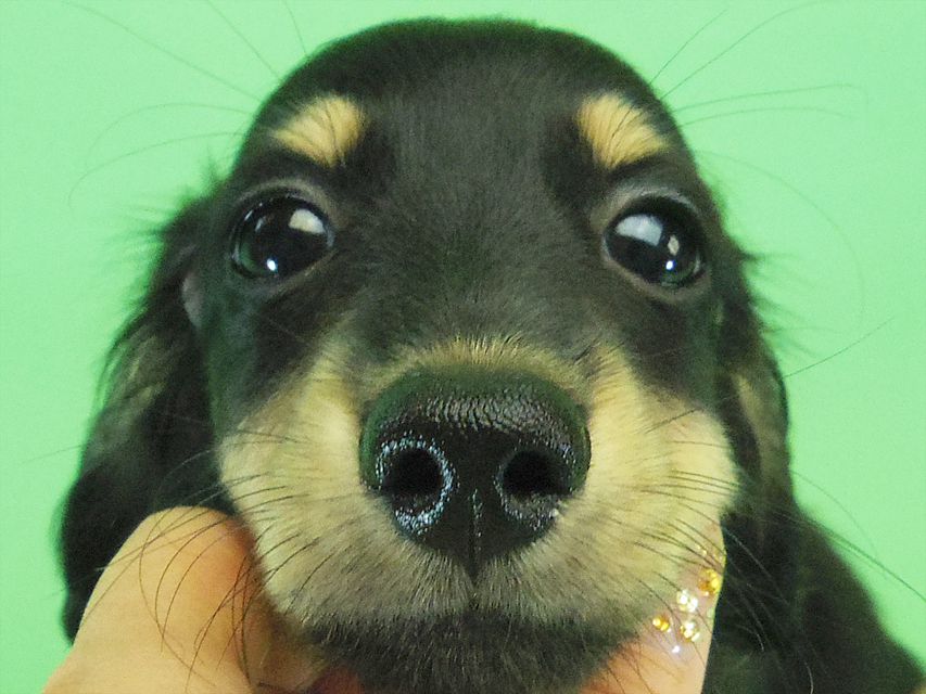 カニンヘン ダックスフンド エルナ & オスカルの赤ちゃん 6/25生まれ013 カニンヘン ダックスフンド エルナ & オスカルの赤ちゃん 6/25生まれ