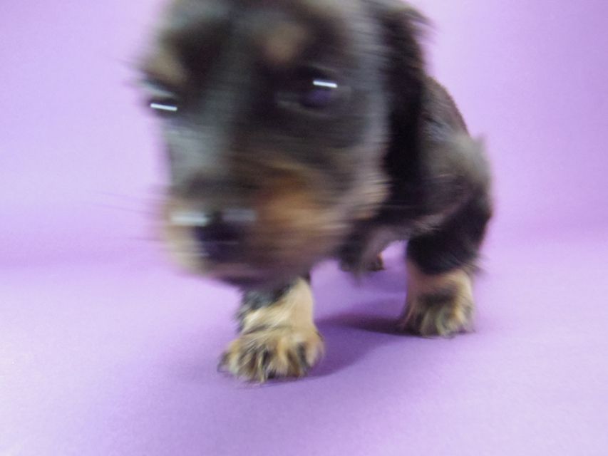 カニンヘン ダックスフンド レイ.s & 武蔵の子犬 ブラッククリーム 男の子