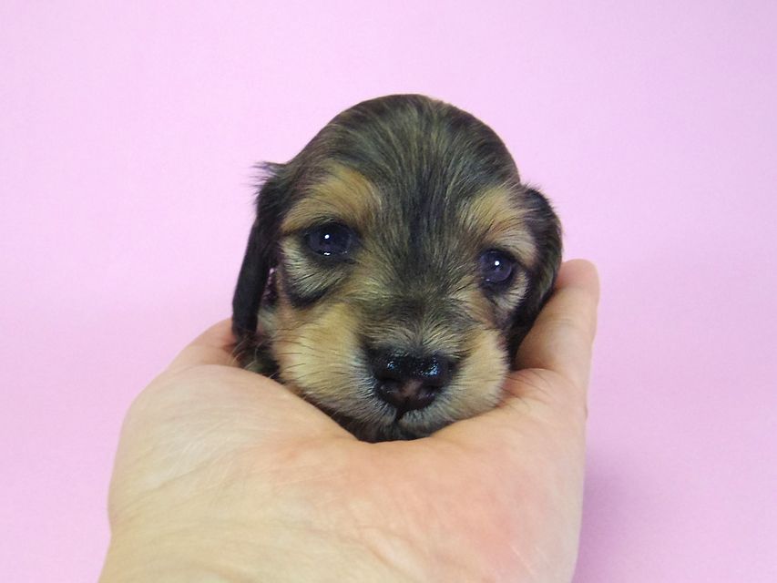 ダックスフンド グリム & オスカルの子犬 シェーデットクリーム 男の子 お写真初登場