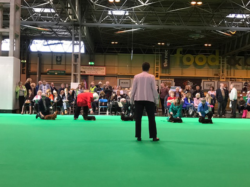 Crufts The World's Largest Dog Show | Events & Competitions