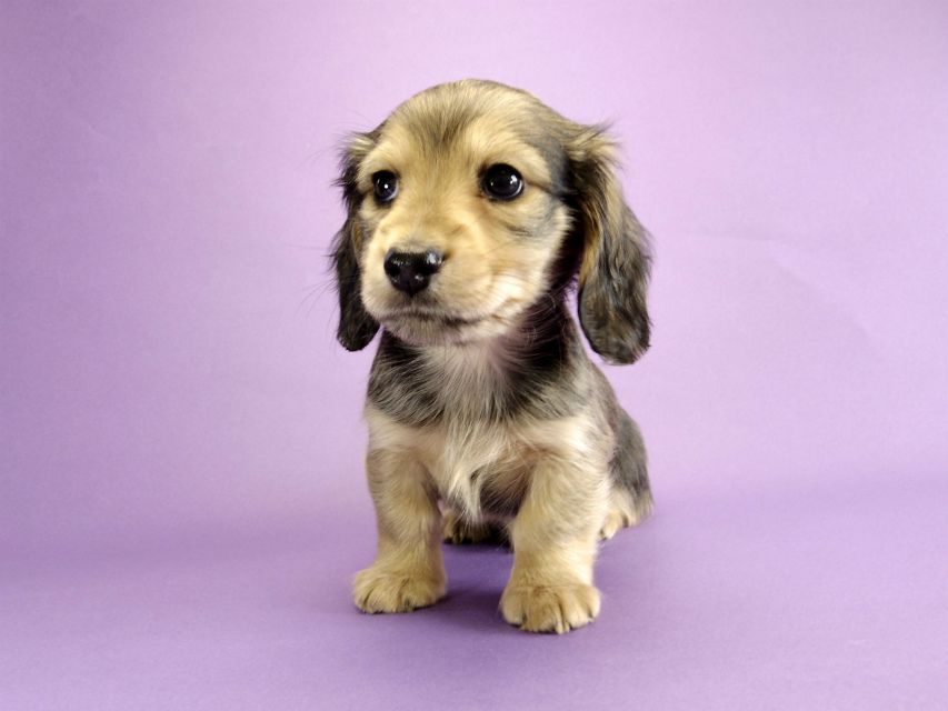 カニンヘン ダックスフンド 子犬 シェーデットクリーム 男の子