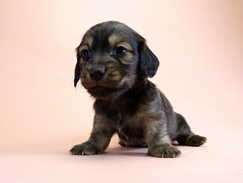 カニンヘン ダックスフンド 子犬 シェーデットクリーム 男の子 カニンヘン ダックスフンド 子犬 シェーデットクリーム 男の子