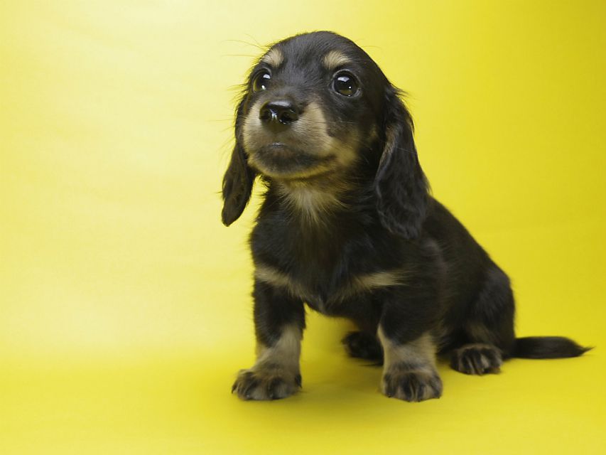 カニンヘン ダックスフンド 子犬 ブラックタン 男の子