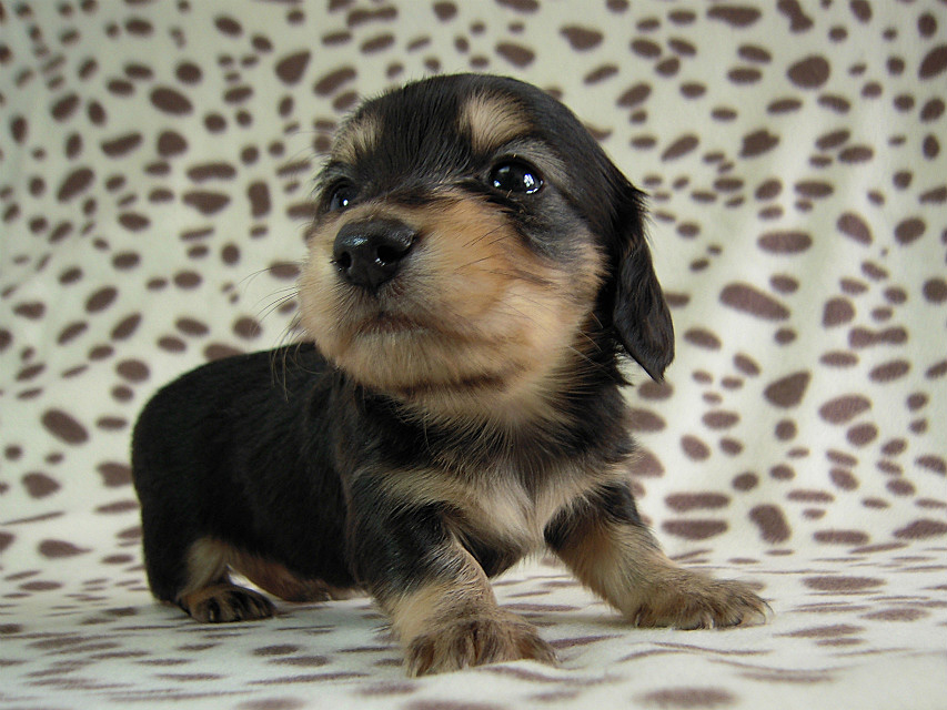 カニヘン 子犬 ブラクリ男の子 カニヘン 子犬 ブラクリ男の子