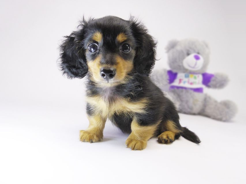 カニンヘン ダックスフンド コラムと武蔵の赤ちゃん ブラックタン男の子 カニンヘン ダックスフンド コラムと武蔵の赤ちゃん ブラックタン男の子