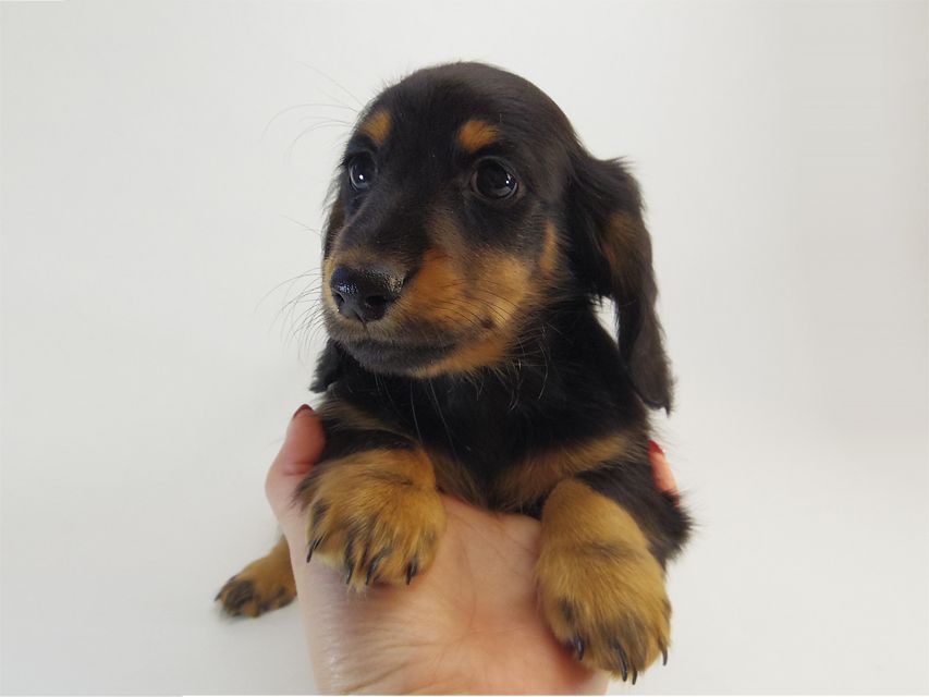 ダックスフンド カニンヘン ルヒィ & オスカルの子犬 ブラックタン 男の子