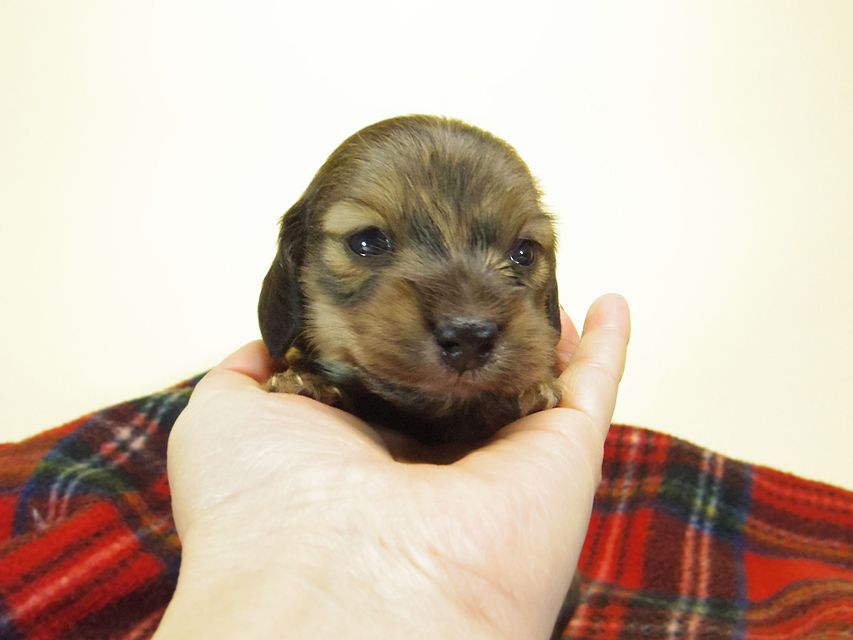 カニンヘン ダックスフンド チェルシー & AQUARIONの子犬 シェーデットクリーム 男の子