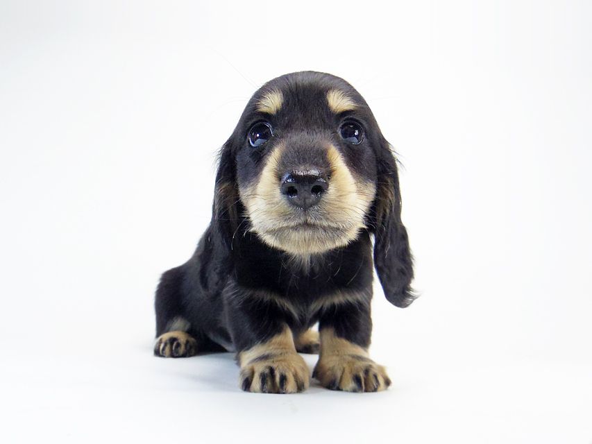 014 ダックスフンド 楓 & オスカルの子犬 ブラッククリーム 男の子