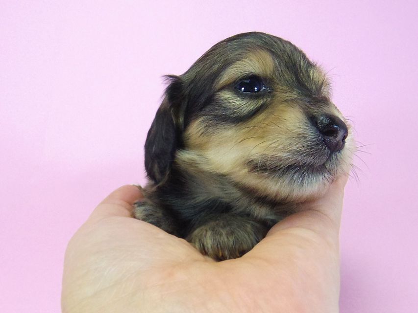 ダックスフンド グリム & オスカルの子犬 シェーデットクリーム 男の子 お写真初登場