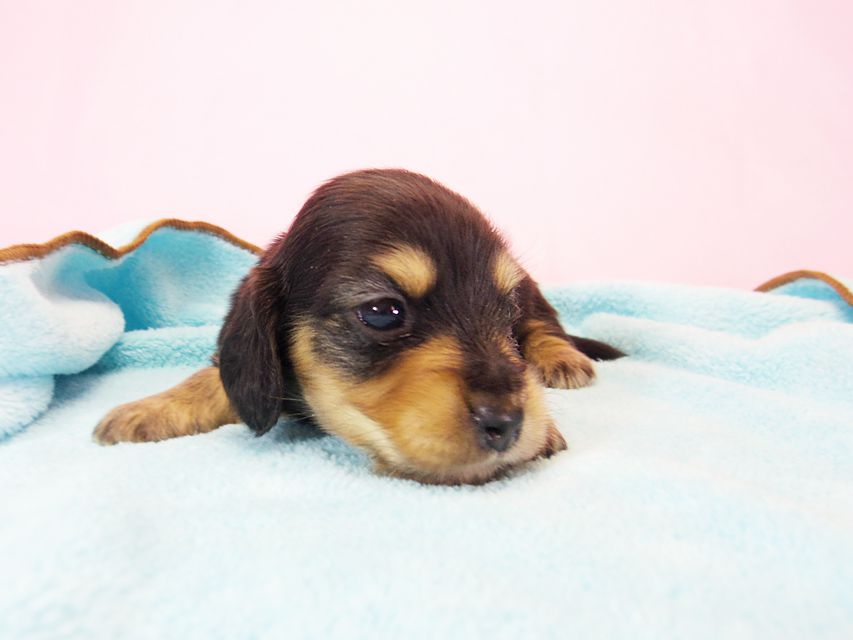 ダックスフンド ローラ.mi & アレックス ブラッククリーム 男の子 お写真初登場