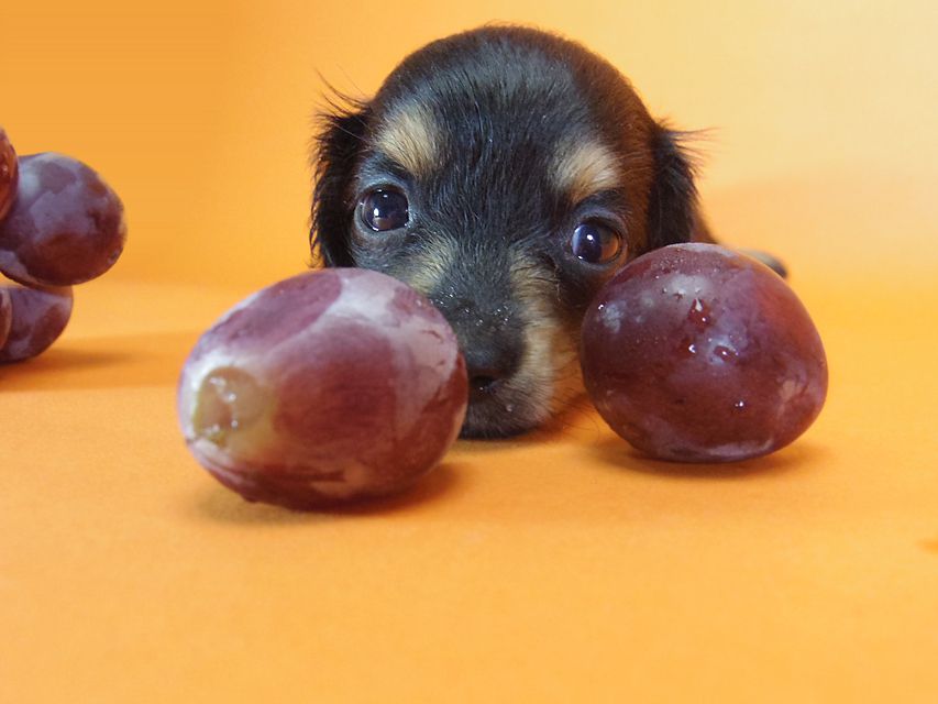 ダックスフンド ピノ & アレックスの赤ちゃん ブラッククリーム 男の子