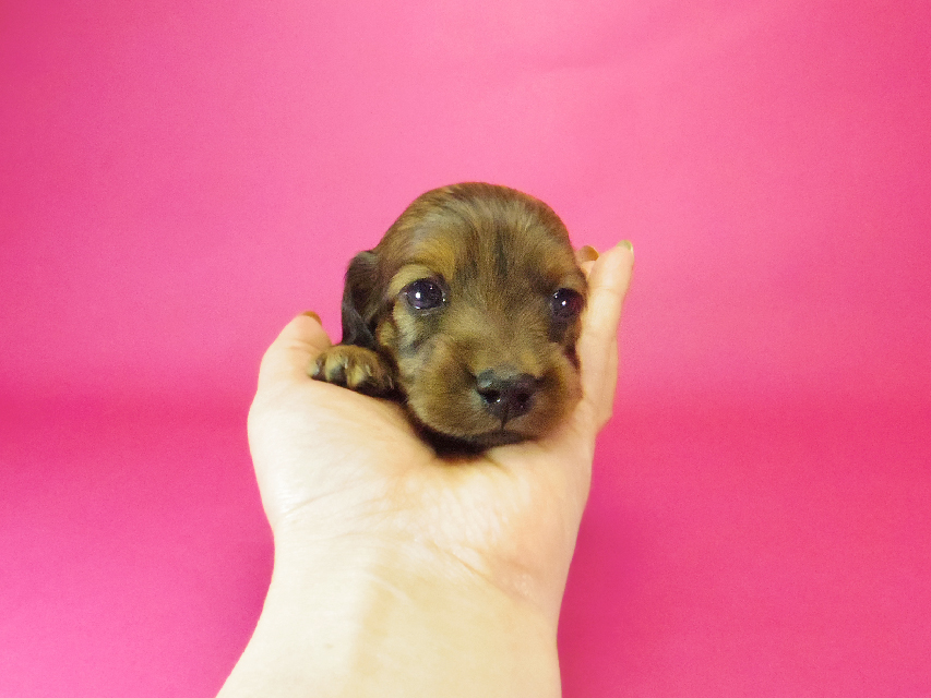 ダックスフンド クレア & ジムダンディの子犬 シェーデットレッド 男の子