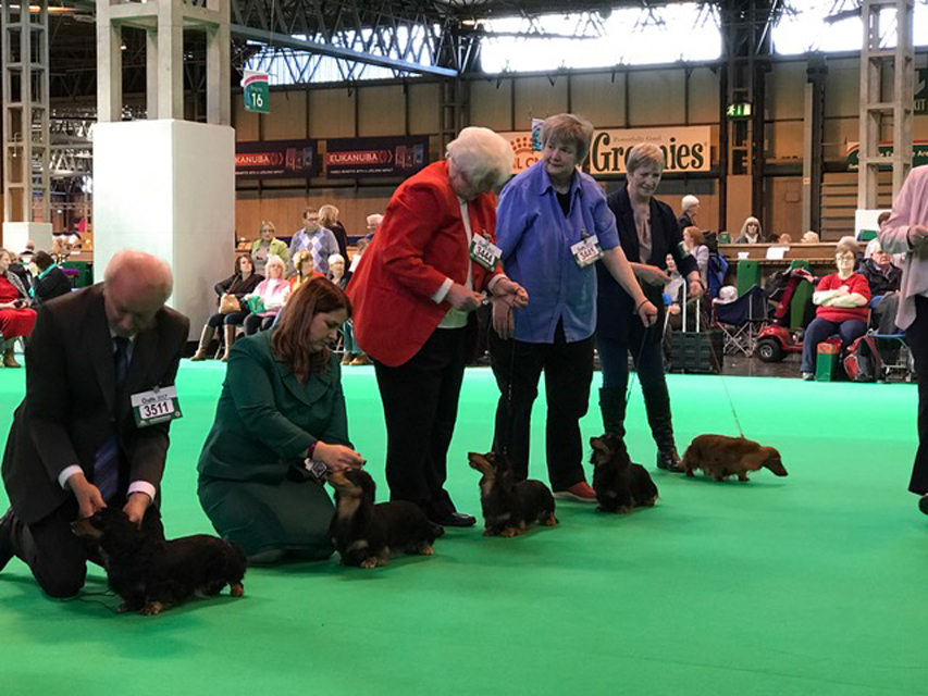 Crufts The World's Largest Dog Show | Events & Competitions