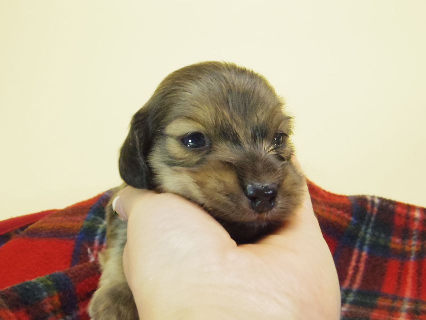 カニンヘン ダックスフンド チェルシー & AQUARIONの子犬 シェーデットクリーム 男の子