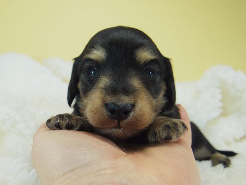 ミニチュアダックス シャーディー & オスカルの赤ちゃん ブラッククリーム 男の子