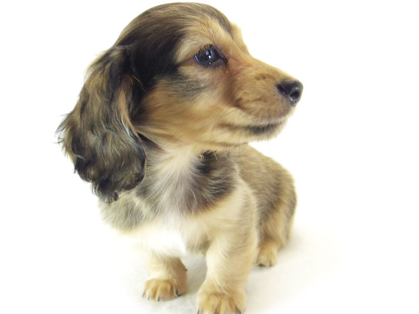 ダックスフンド カニンヘン なると & オスカルの子犬 シェーデットクリーム 男の子