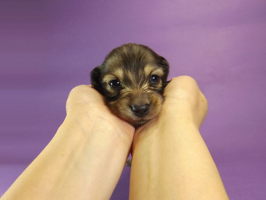 015 ダックスフンド なると & ジムダンディの赤ちゃん シェーデットクリーム 男の子 お写真初登場