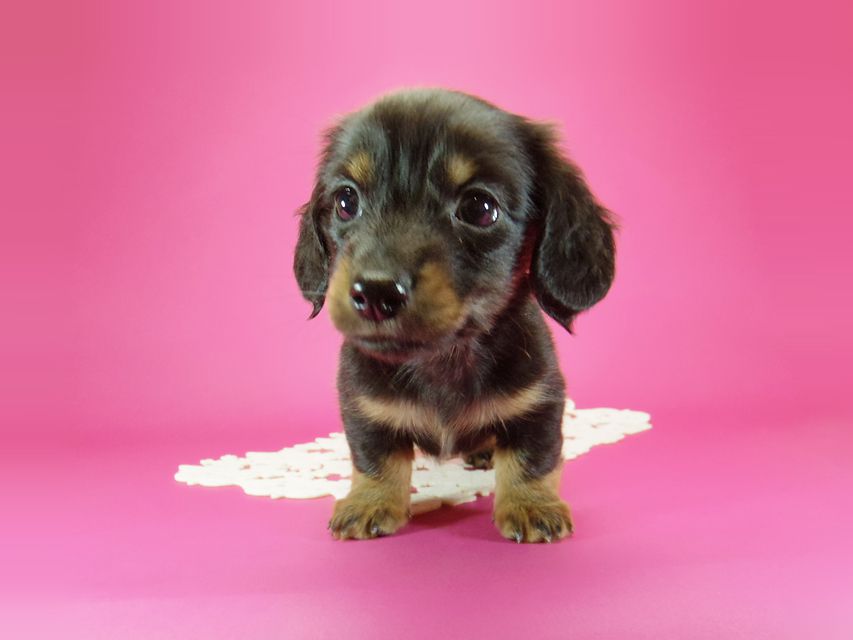 ダックスフンド いちご & ジャンクレールダンディの子犬 ブラックタン 男の子