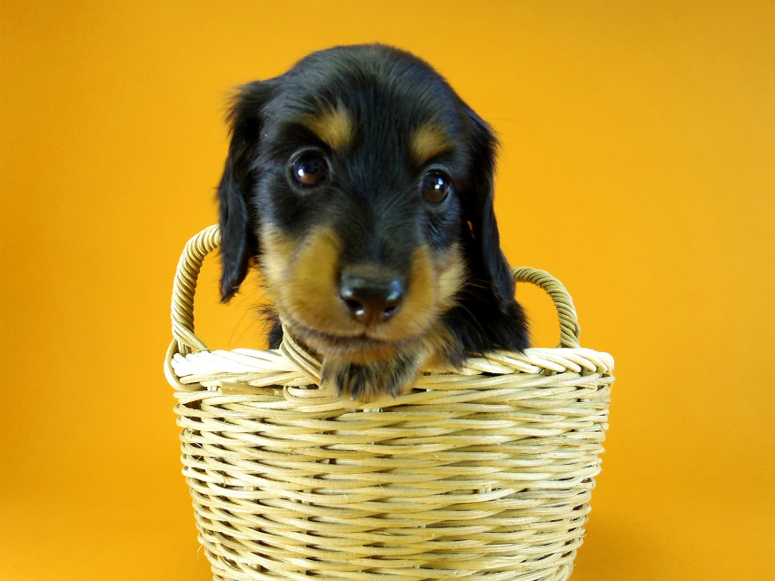 カニヘン 子犬 ブラック&タン 男の子 カニヘン 子犬 ブラック&タン 男の子